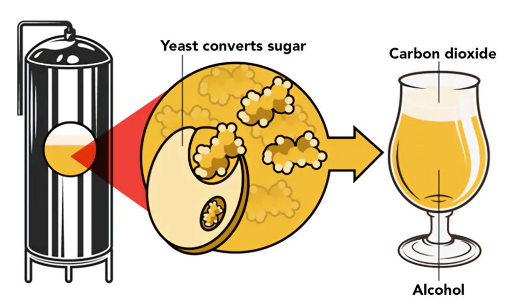 beer yeast，fermenter tank