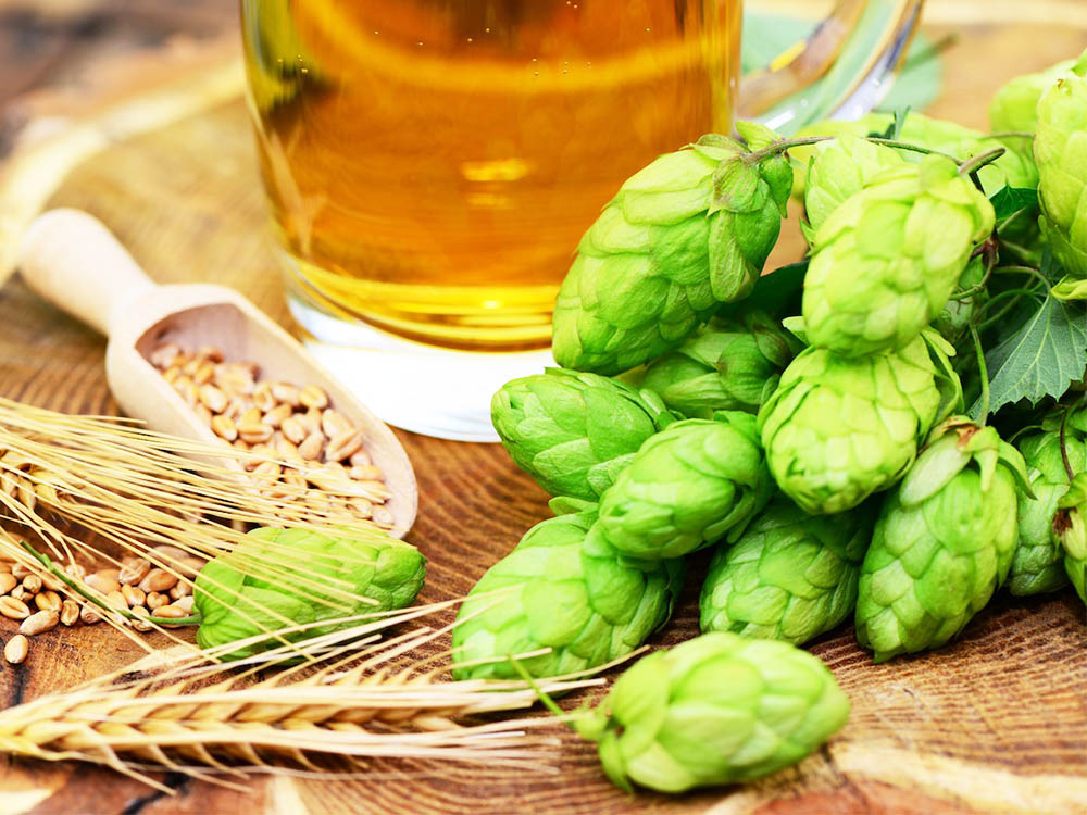 Maximizing Hop Flavor and Aroma - The Importance of Hop